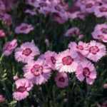 How to propagate carnations?