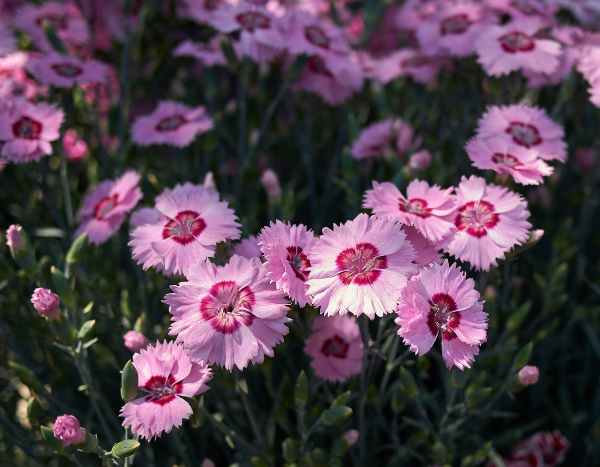 How to propagate carnations?