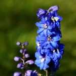 How to propagate Delphinium?