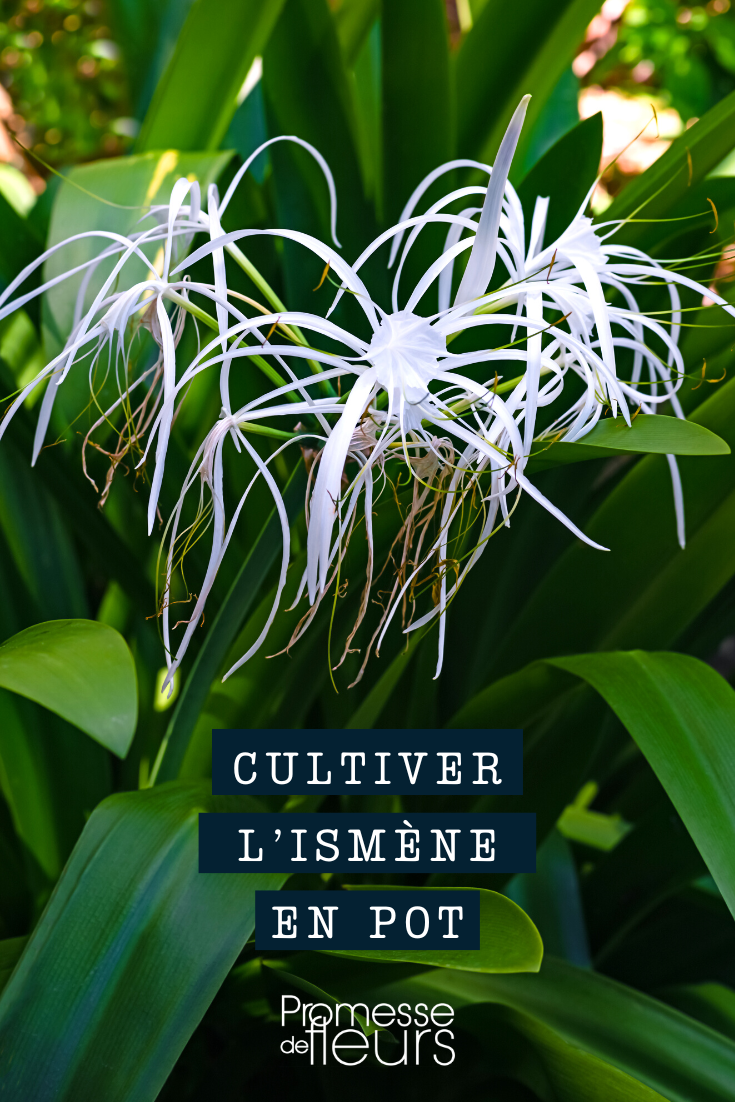 [Hymenocallis](glossary) in a pot or container