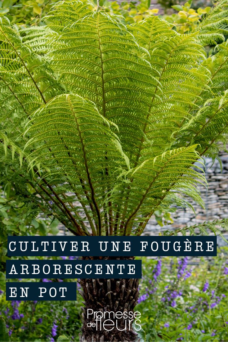 Cultivate Dicksonia, tree fern in a pot or container.