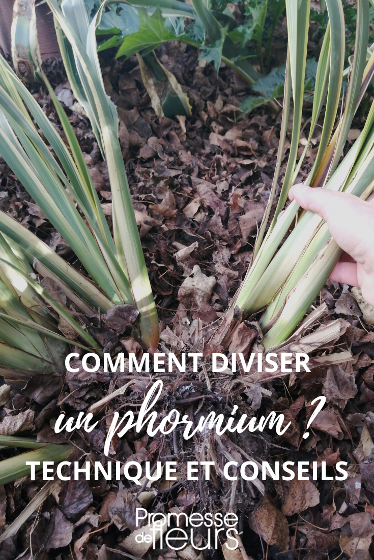 Phormium Division, New Zealand Flax