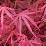 7 Japanese maples with red foliage