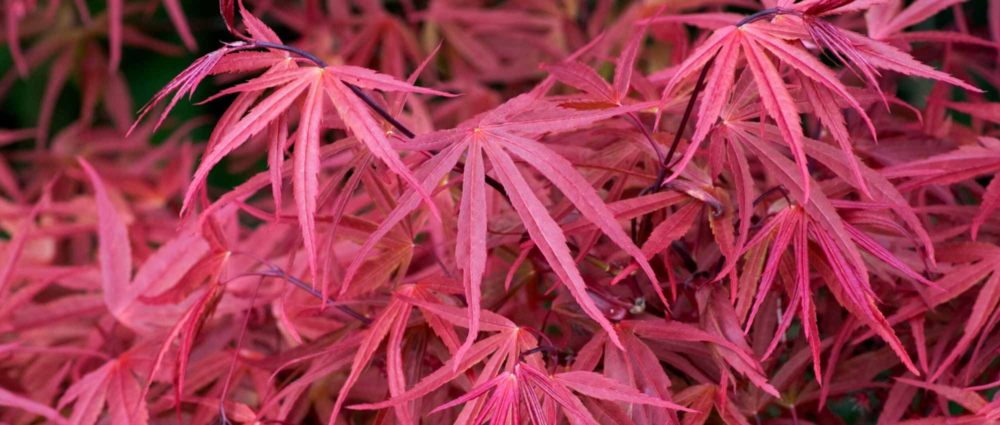 7 Japanese maples with red foliage