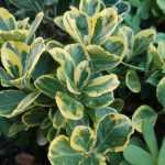 How to train a spindle tree as a standard?