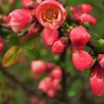 How to prune and train Japanese quince (Chaenomeles)?