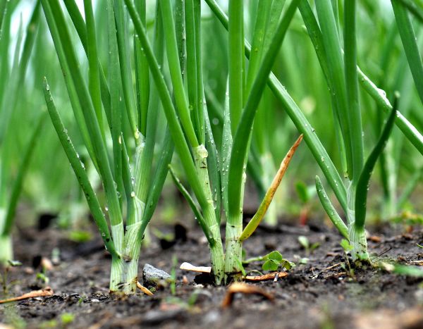 How to sow and use spring onions?