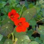 How to sow nasturtiums?