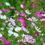 How to sow cosmos?