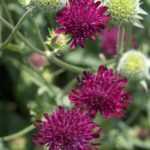 How to propagate Knautia?