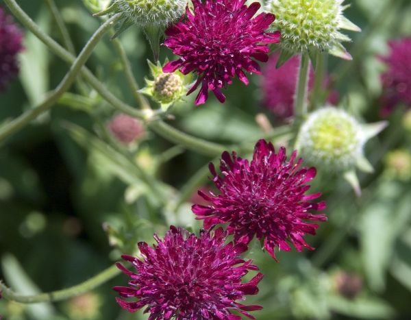 How to propagate Knautia?