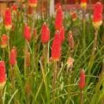 Propagate Kniphofia