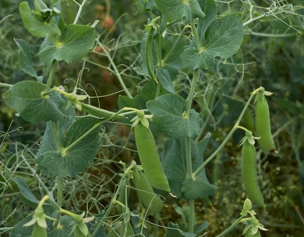 Sowing peas: how to grow from sowing to harvest in the vegetable garden