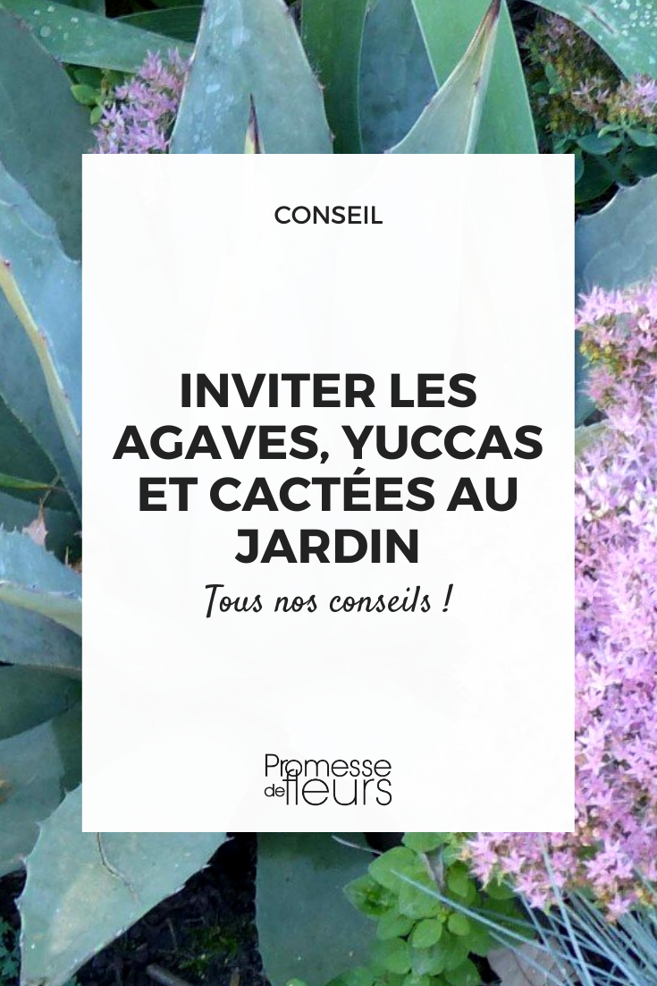 agaves, yuccas, cacti