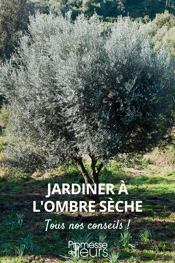 Planting in dry shade, planting under a tree, dry shade plants