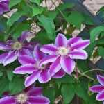 Pruning climbing plants