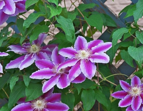 Pruning climbing plants