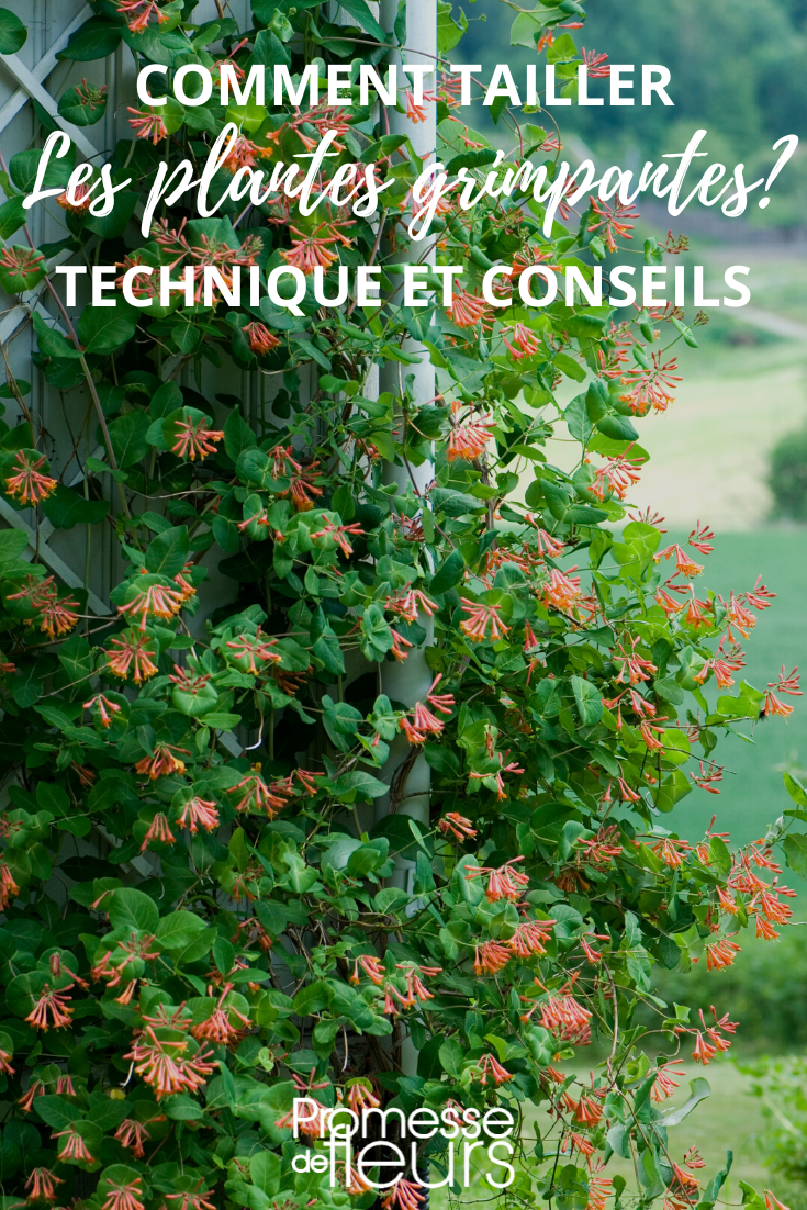 [plant_taille type="grimpante" season="spring"]