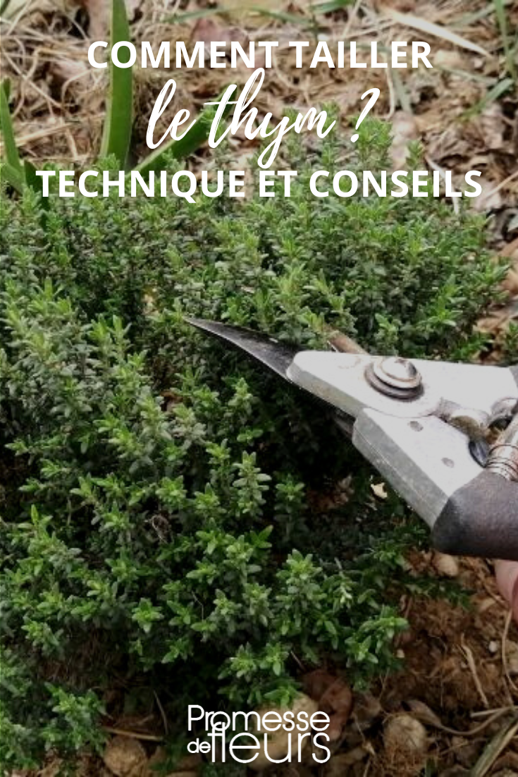 To prune thyme