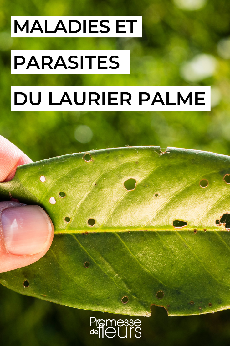Prunus laurocerasus: diseases and parasites