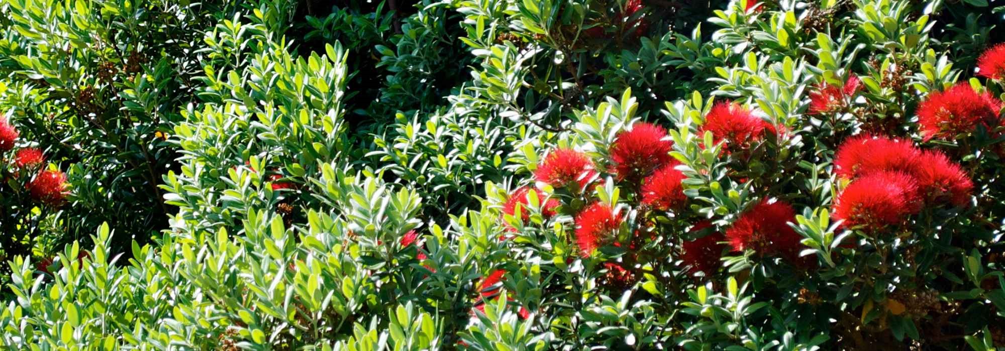 Metrosideros: planting and growing