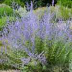 How to propagate Perovskia?