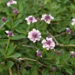 How to propagate Lippia or Phyla nodiflora?