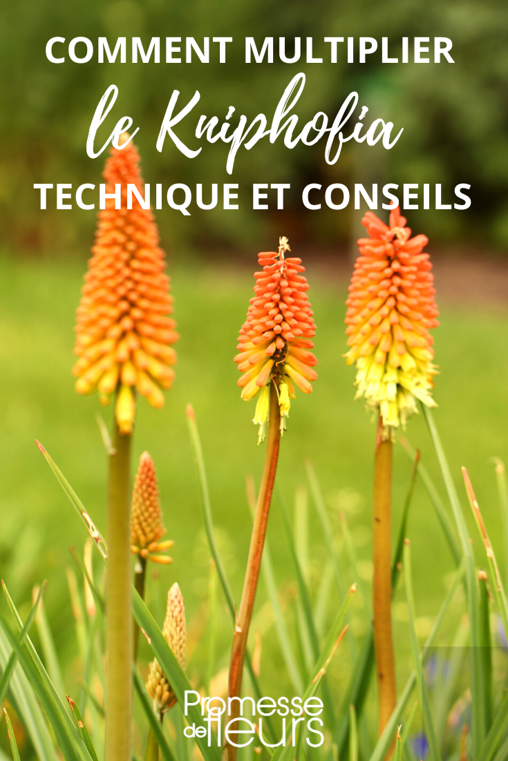 Divide and sow Kniphofia, Red Hot Poker