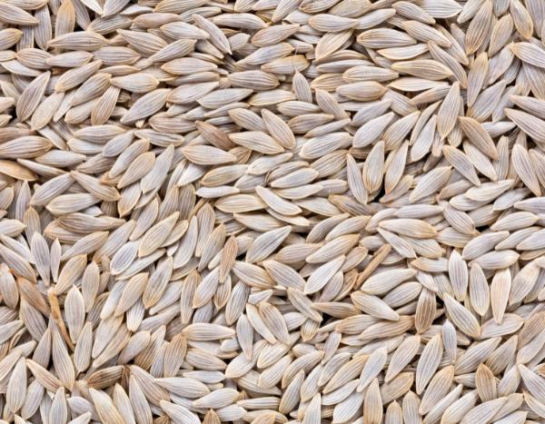 How to harvest your lettuce and salad seeds?