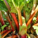How to divide rhubarb?