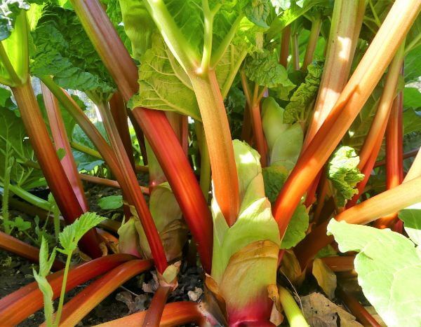 How to divide rhubarb?