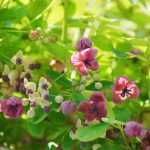 When and how to prune Akebia?