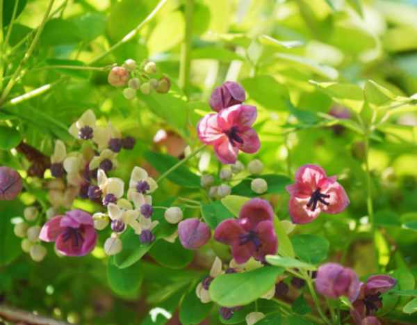 When and how to prune Akebia?