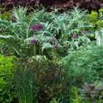 Pruning perennial plants