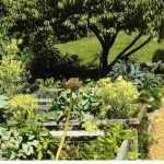 Companion planting: what is it? How to do?