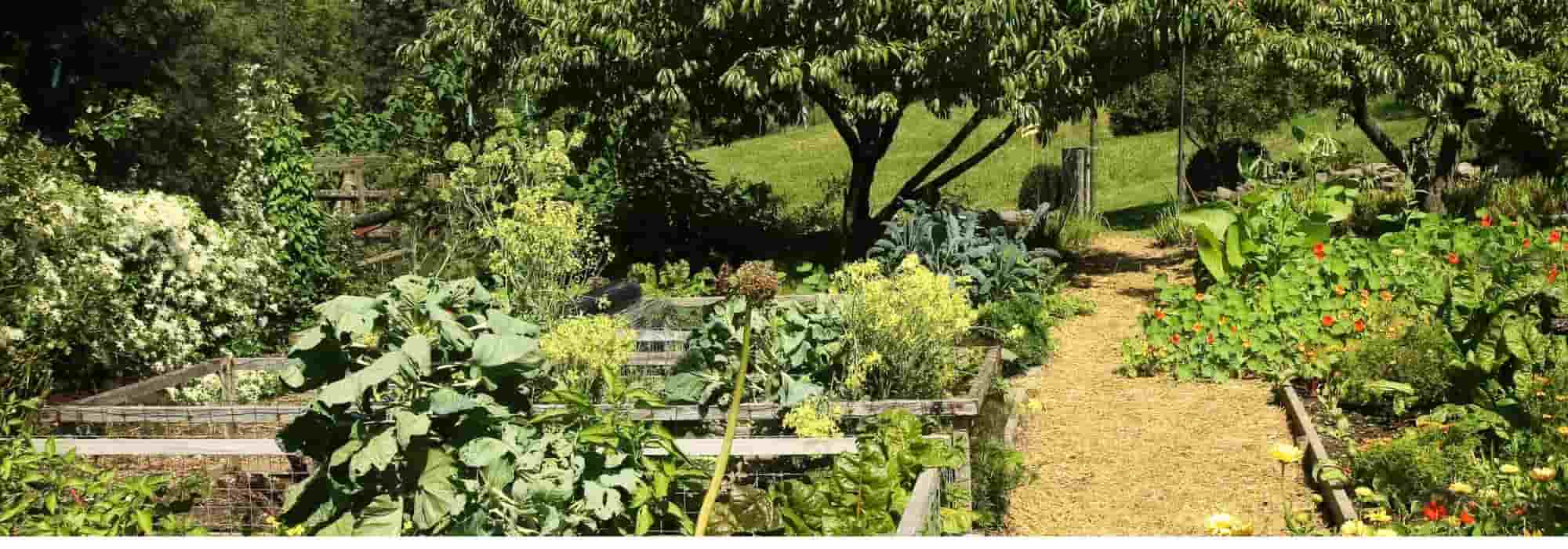 Companion planting: what is it? How to do?