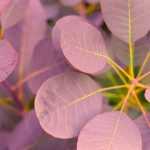 Cotinus coggygria: the most beautiful varieties