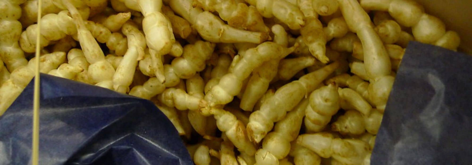 Growing Chinese artichoke in the vegetable garden