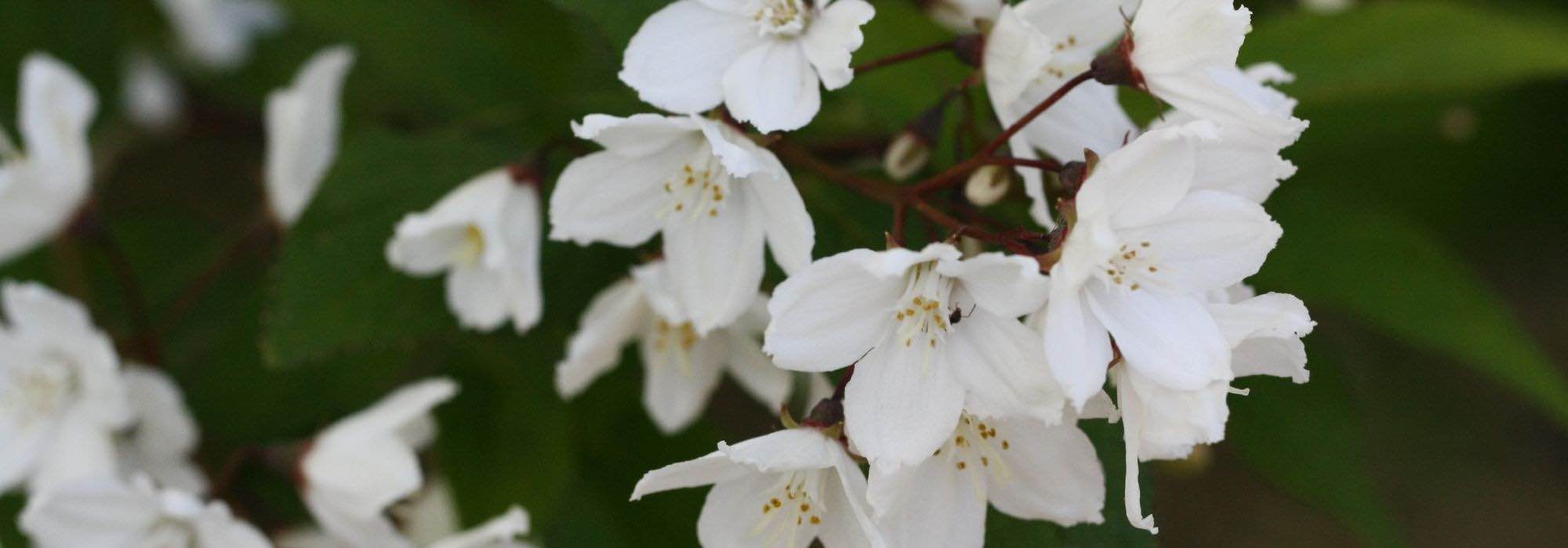 Deutzia: the most beautiful varieties