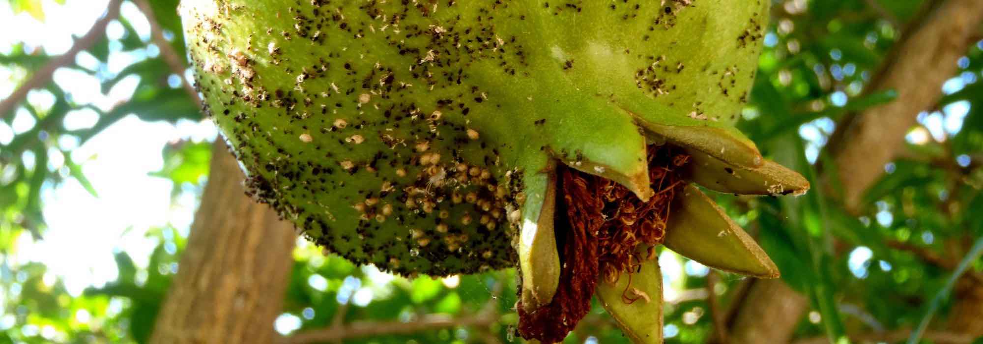 Diseases and pests of the pomegranate tree
