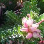 Creeping Grevillea: 5 varieties to discover