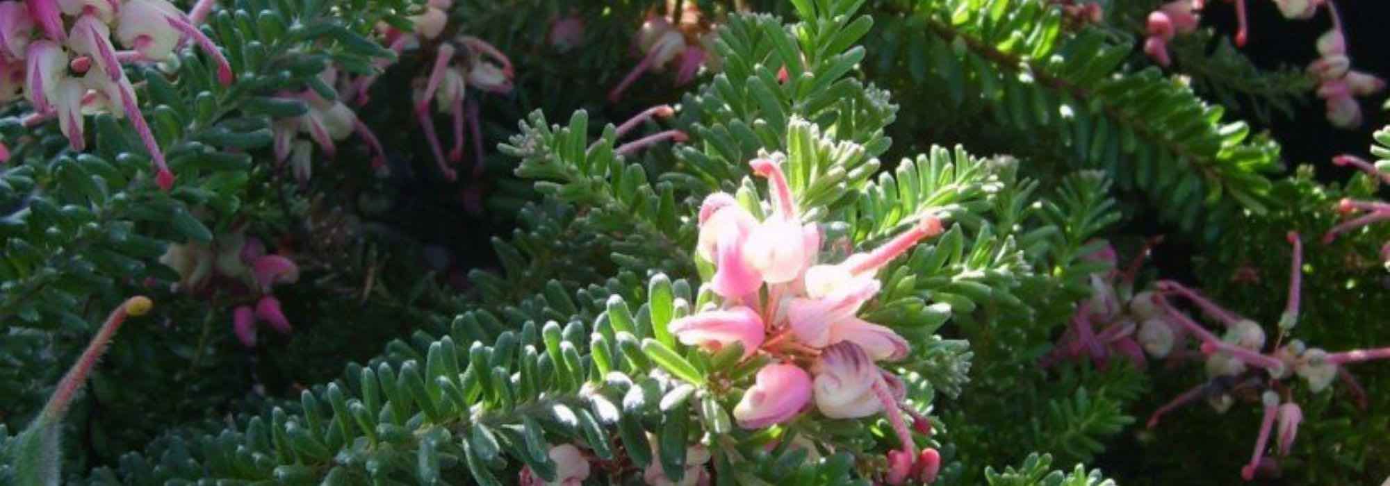 Creeping Grevillea: 5 varieties to discover
