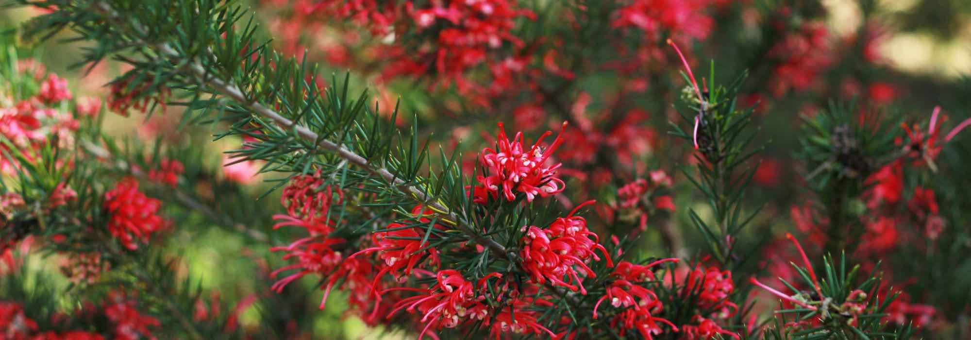 Growing Grevillea in pots