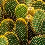 5 Cacti and succulents that withstand cold and drought
