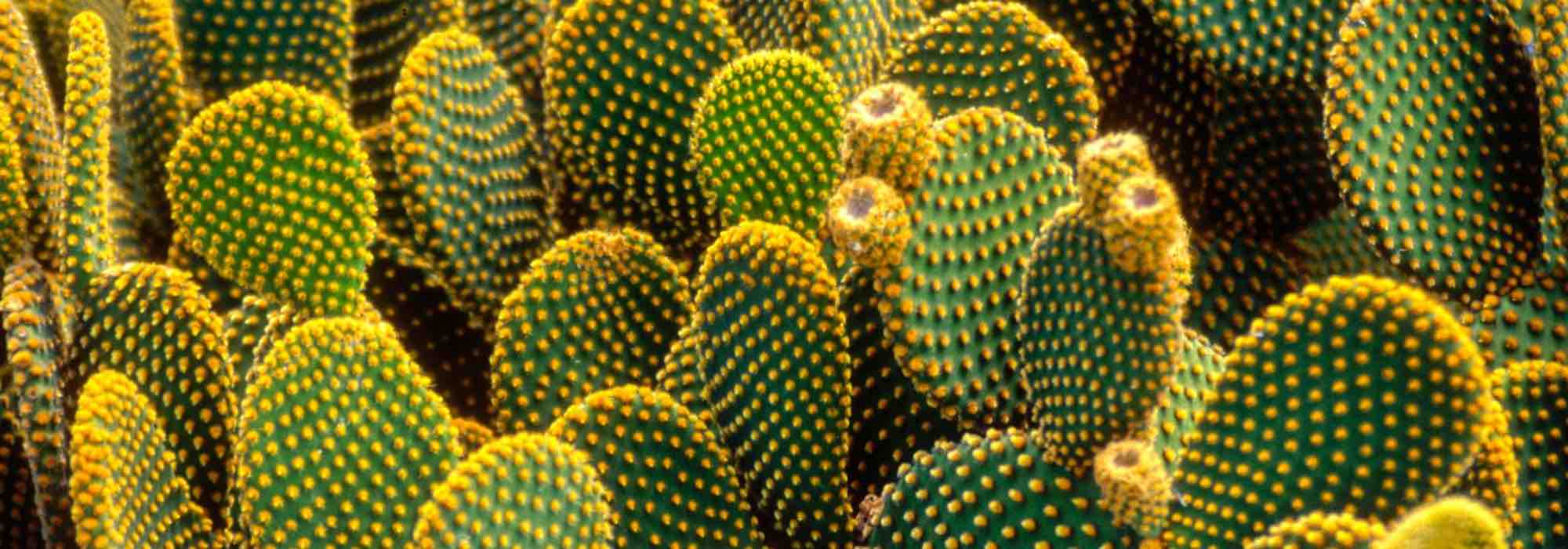 5 Cacti and succulents that withstand cold and drought