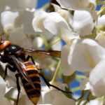 Wisteria: the most fragrant