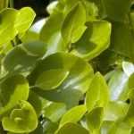 Griselinia: How to Create and Maintain a Hedge?