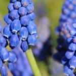 Growing Muscari in pots