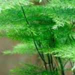 The easiest indoor plants to grow