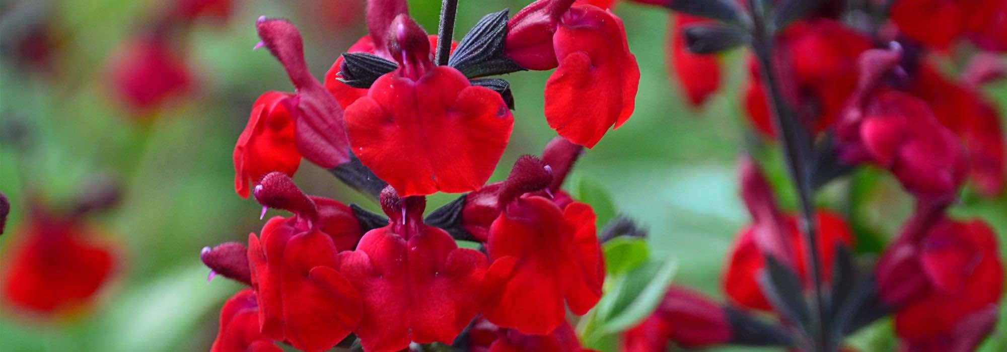 How to grow a bush sage in a pot?